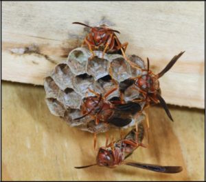 Small wasp nests are more easily treated with Cryonite than large nests.