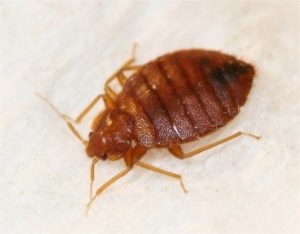 Cryonite is a key tool for use in bed bug management programs.