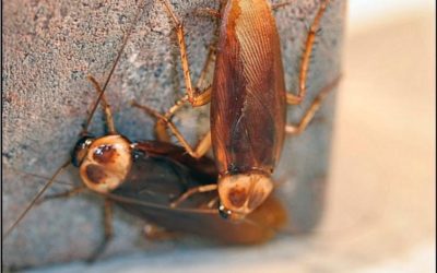 Cockroaches and The Cockroach Lifecycle