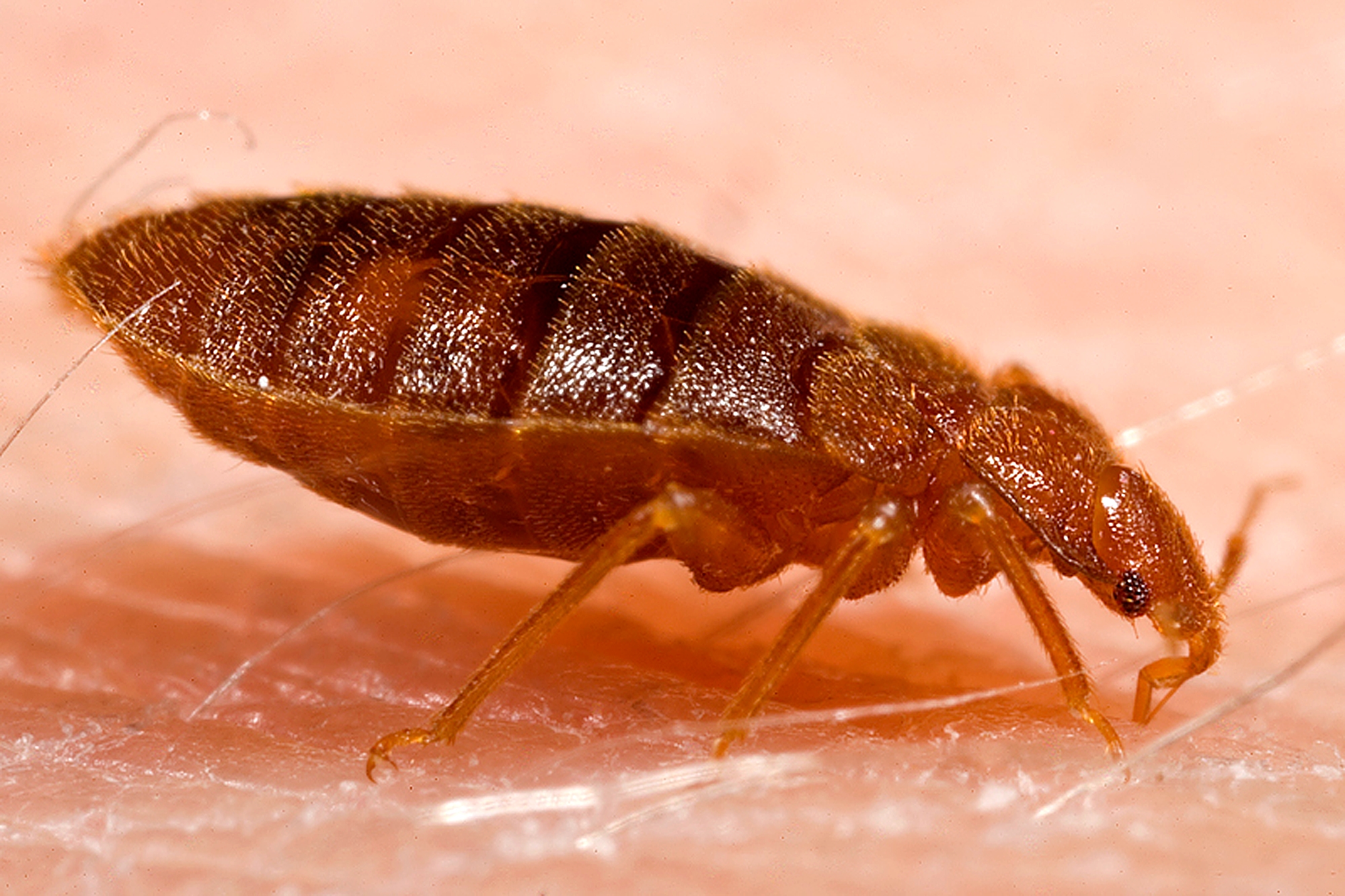 Bed bug treatment 