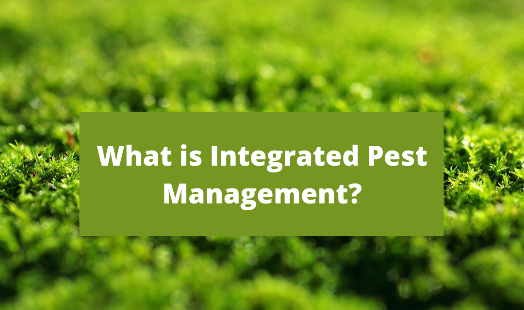 what is IPM?