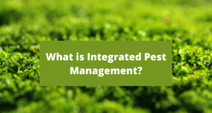 what is IPM?