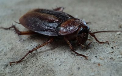 Controlling German Roaches with Cryonite