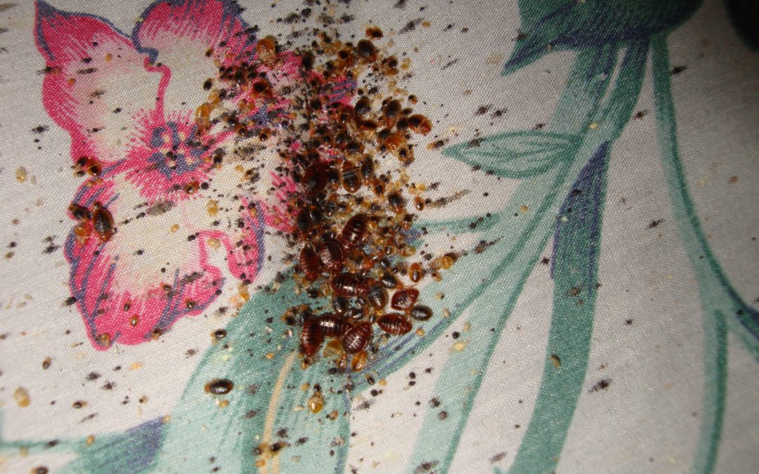 bed bugs spread