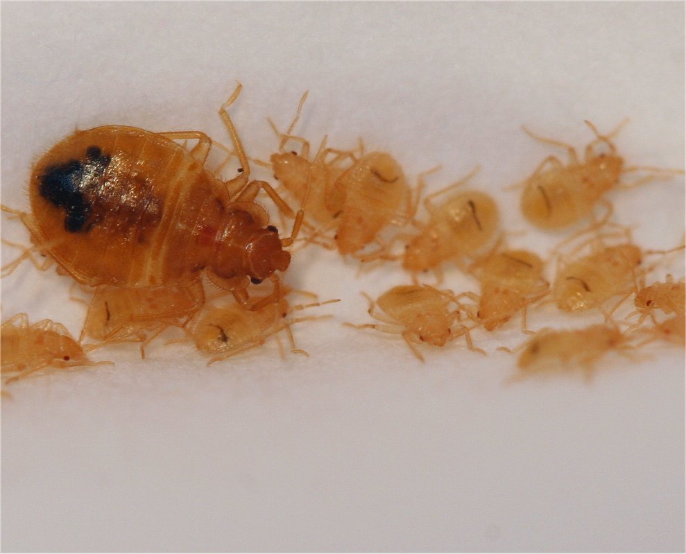 Baby bed bugs 