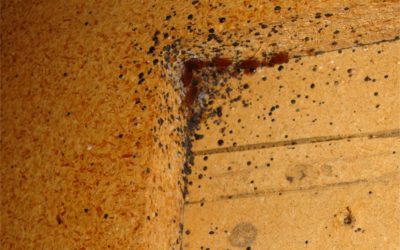Signs of a Pest Infestation and How to Respond Immediately