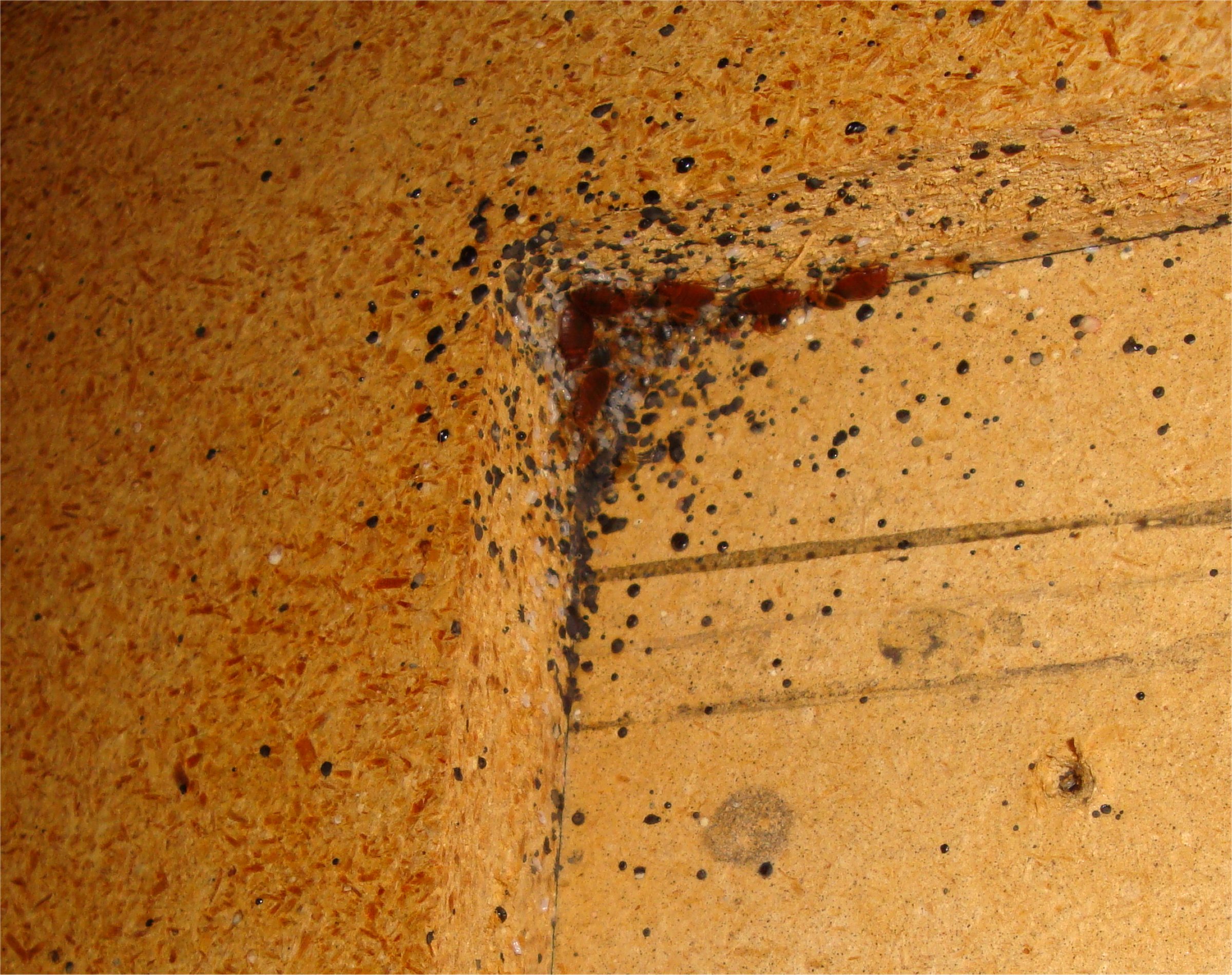 Signs Of A Pest Infestation And How To Respond Immediately