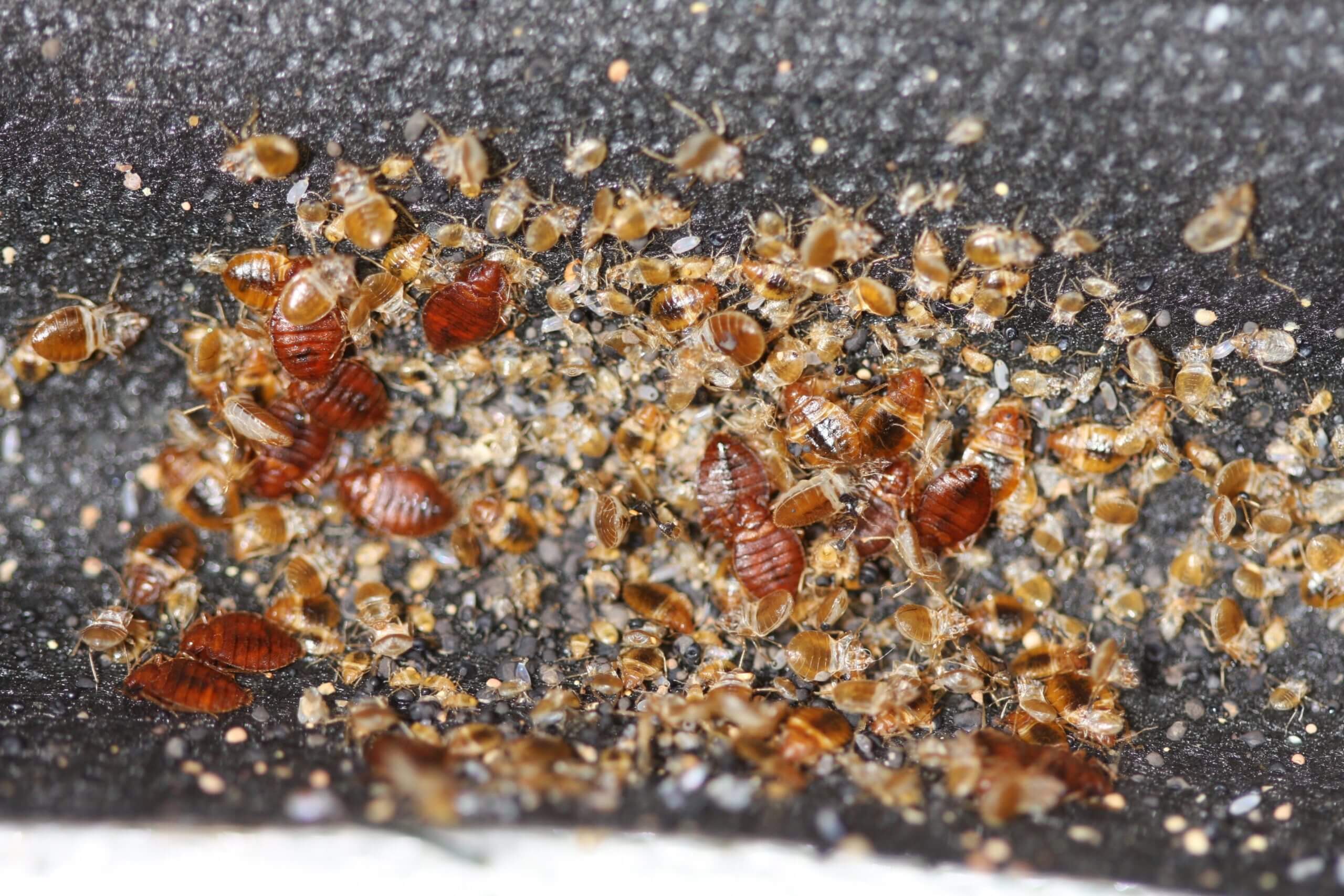 How to Check for Bed Bugs in a Hotel - Cryonite.com
