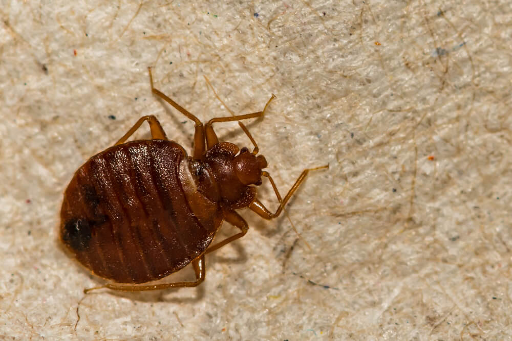 what to do about bed bugs