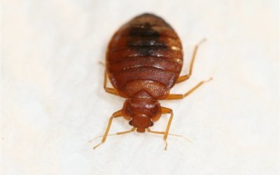 How Long Do Bed Bugs Live?