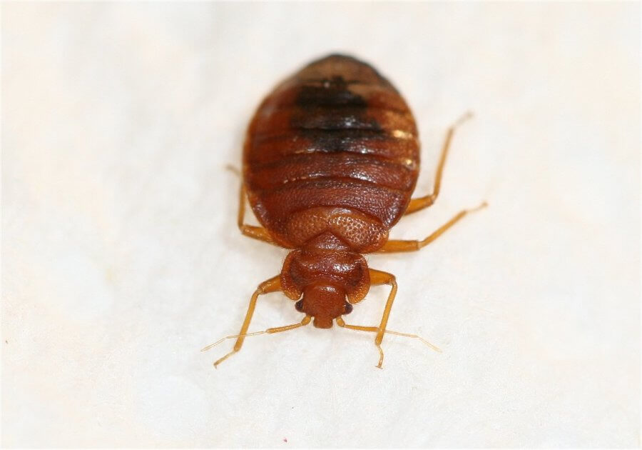 how long do bed bugs live?