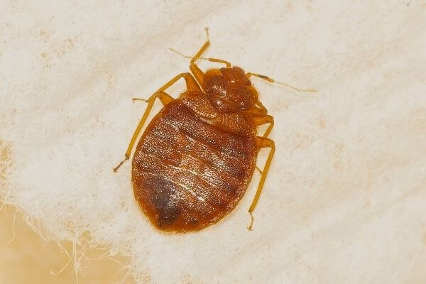 Light brown bed bug