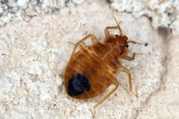 The Unexpected Places to Look For Bed Bugs
