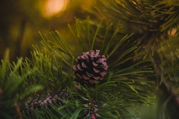 Bugs in Live Christmas Trees