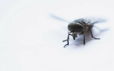 Museum Pests: Why You Might Need Pest Control in Your Museum
