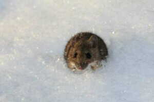 Winter Pest Control