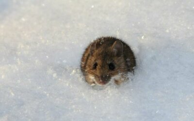 The Top Five Strategies for Winter Pest Control