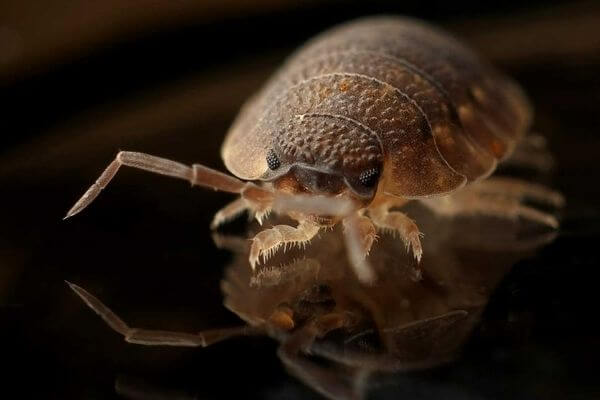 bed bug facts