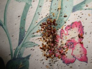 bed bugs in hotel bed sheet